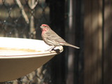 House Finch