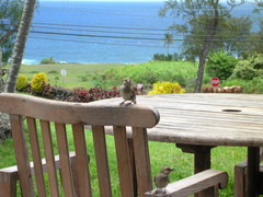 House Sparrows photographed in Hana