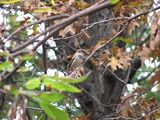 House Sparrow