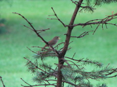 House Wren