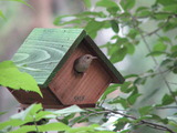 House Wren