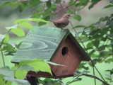 House Wren