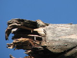 House Wren