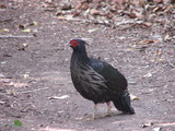 Kalij Pheasant