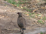 Female Kalij Pheasant