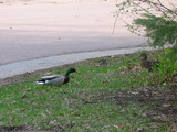 Mallard