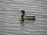 Mallard