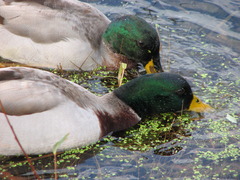 Mallard