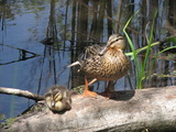 Mallard