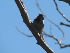 Mountain Chickadee