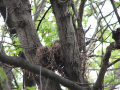 Mourning Dove