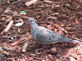 Mourning Dove