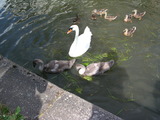 Mute Swans and Mallards