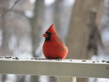 Northern Cardinal