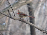 Northern Cardinal