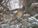 Northern Cardinal