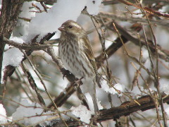 A female Purple Finch