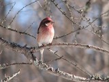 A male Purple Finch in the Sax-Zim bog area of Minnesota