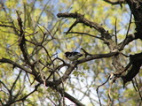 Rose-breasted Grosbeak