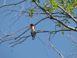 Rose-breasted Grosbeak