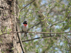 Rose-breasted Grosbeak