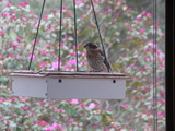 Rose-breasted Grosbeak