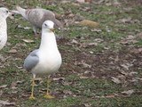 Ring-billed Gull