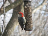 Red-bellied Woodpecker