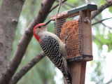 Red-bellied Woodpecker