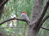 Red-bellied Woodpecker