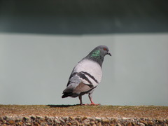 Rock Pigeon