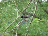 Red-winged Blackbird