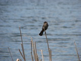 Female Red-winged Blackbird