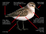 Semipalmated Sandpiper