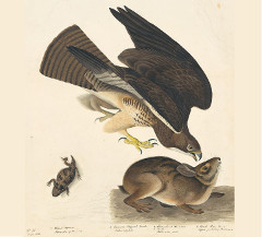 Swainson's Hawk