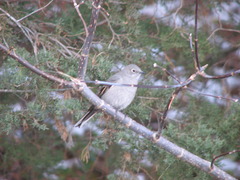 Townsend's Solitaire