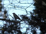 Townsend's Solitaire