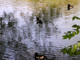 Tufted Ducks.