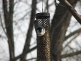 White-breasted Nuthatch