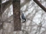 White-breasted Nuthatch