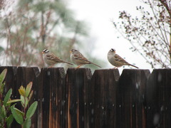 White-crowned Sparrows