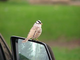 White-crowned Sparrow