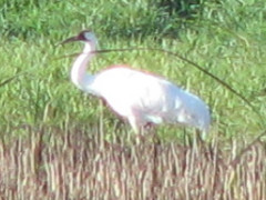 Whooping Crane