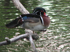 Wood Duck