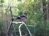 Wood Duck