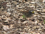 White-throated Sparrow