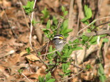 White-throated Sparrow