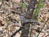 White-throated Sparrow