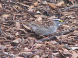 White-throated Sparrow