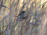 Yellow-rumped Warbler